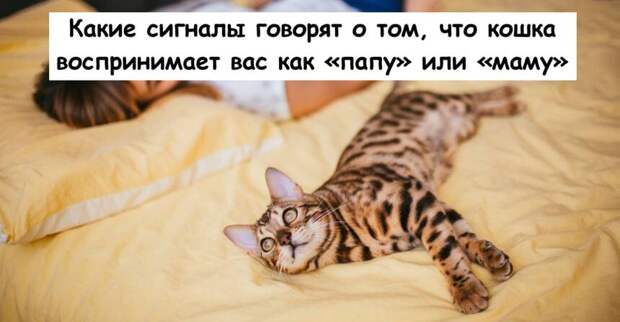 Какие сигналы говорят о том, что кошка воспринимает вас как «папу» или «маму»