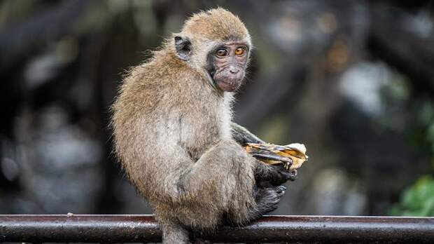 В Австралии обнаружили первый случай заражения новым вариантом оспы обезьян