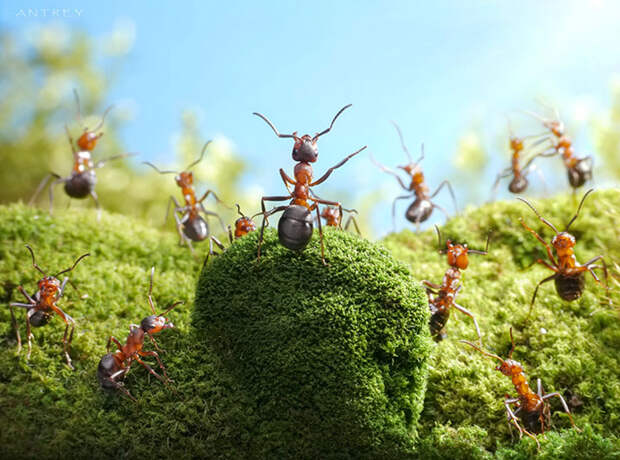 Захватывающие муравьиные приключения в макрофотографиях Андрея Павлова15