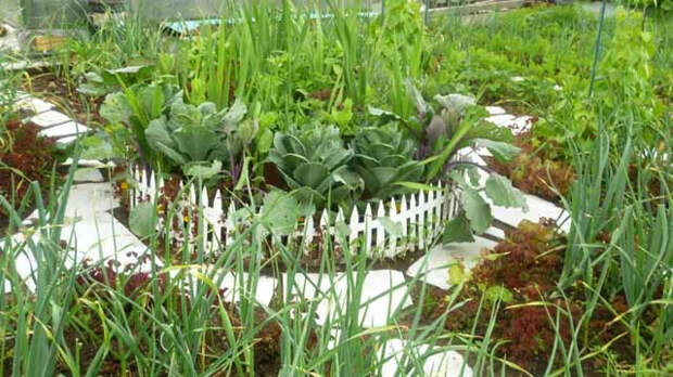 ogorod-foto-01 (640x360, 262Kb)