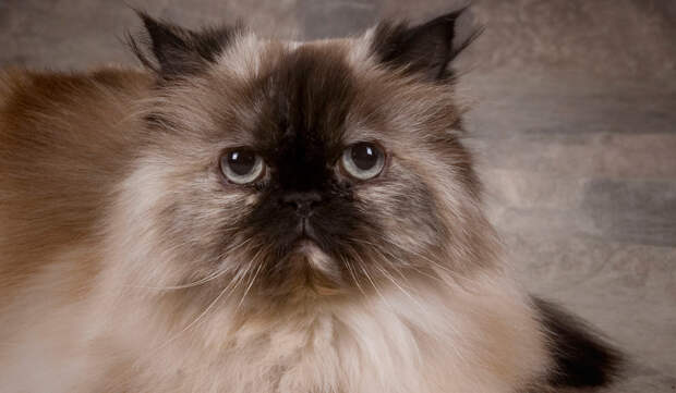 15 самых популярных пород кошек и их происхождение