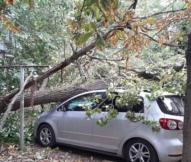 В Ростове на Аллее Роз рухнувшее дерево раздавило две машины. Фото
