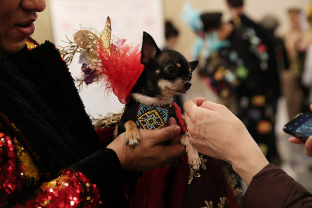 New York Pet Fashion Show