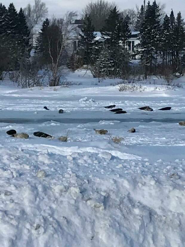 40 милых нерп заблокировали автомобильное движение в Канаде и делают "кусь" Морские млекопитающие, животные, канада, миграция, нерпы, ньюфаундленд, тюлени