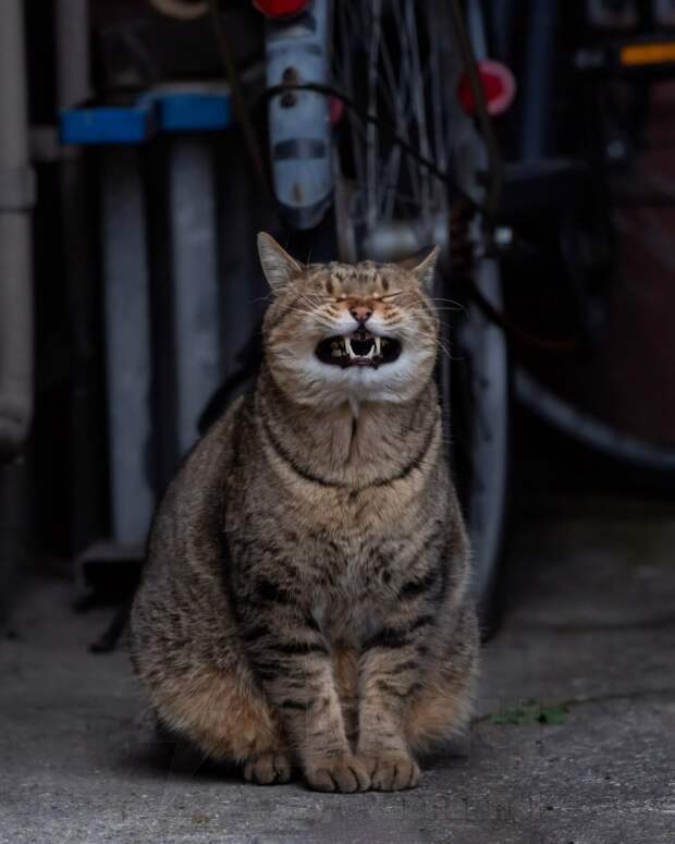 Фотограф из Японии Масаюки Оки уже давно снимает уличных котов в Токио, чтобы показать самые весёлые моменты из их жизни https://t.me/webmoney_dn/3152...
