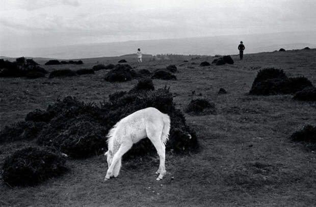 Уэльский горный пони. Великобритания, Уэльс, 1974 год.