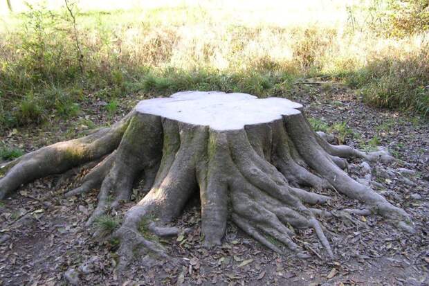 За пару лет: избавиться от надоедливого пня без трудозатрат