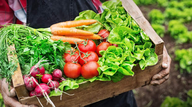 Вкус овощей зависит в первую очередь от сорта и только потом – от агротехники. /Фото: innovationnewsnetwork.com