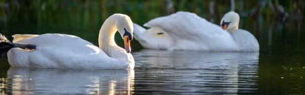 Как в Актау спасают раненого лебедя