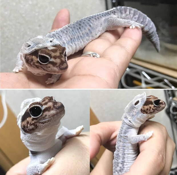 Маленькая ящерка