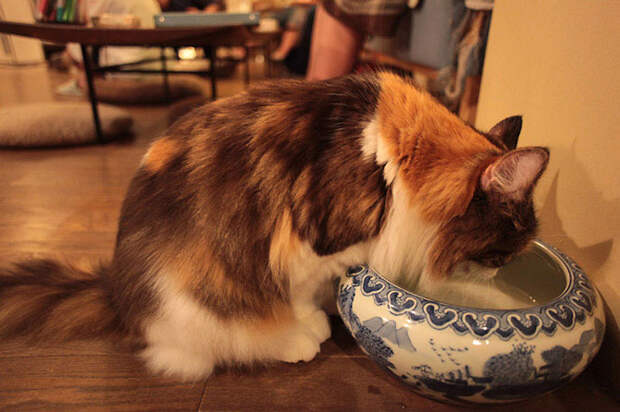 Кото-кафе в Осаке