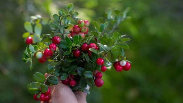 В клюкве найдено соединение, помогающее от инфекций мочевыводящих путей