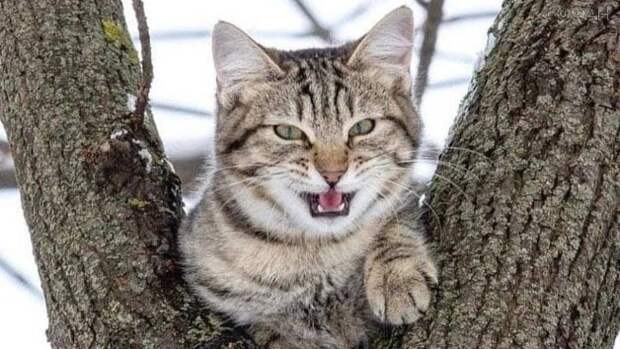 Ростовский Эйс Вентура снова спасет животных Ростовский Эйс Вентура снова спасет животных