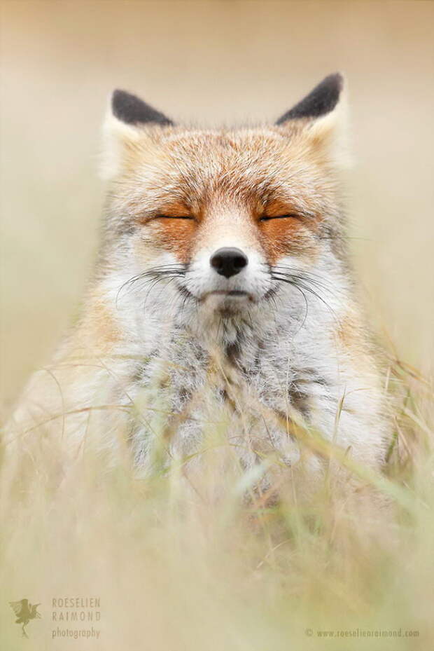 Дикие лисы в фотографиях Roeselien Raimond