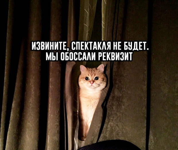 изображение: Извините, спектакля не будет. Мы обоссали реквизит. #Котоматрицы