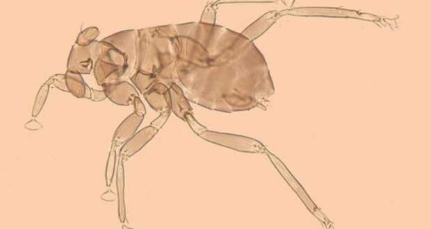 Dicopomorpha echmepterygis - cамое маленькое насекомое в мире