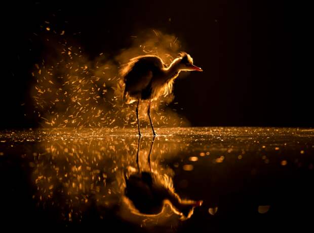 Bence has spent more than 400 days photographing birds in his favourite hide. In 2017 he did not even leave the hide for 56 days. These long photo sessions are a good opportunity to catch unique moments which come to realize under some certain conditions only.