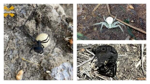 Нашествие пауков на юг России / Источник фото: