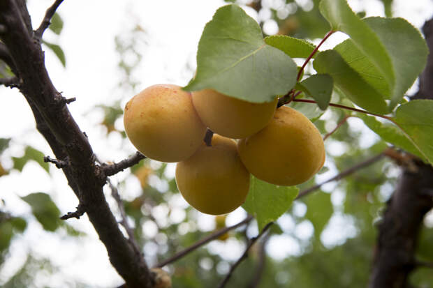 Врач перечислила полезные свойства абрикосов, делающие их чудо-фруктом
