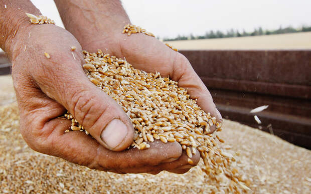 Экспортная цена на российскую пшеницу снизилась до 222 долларов за тонну