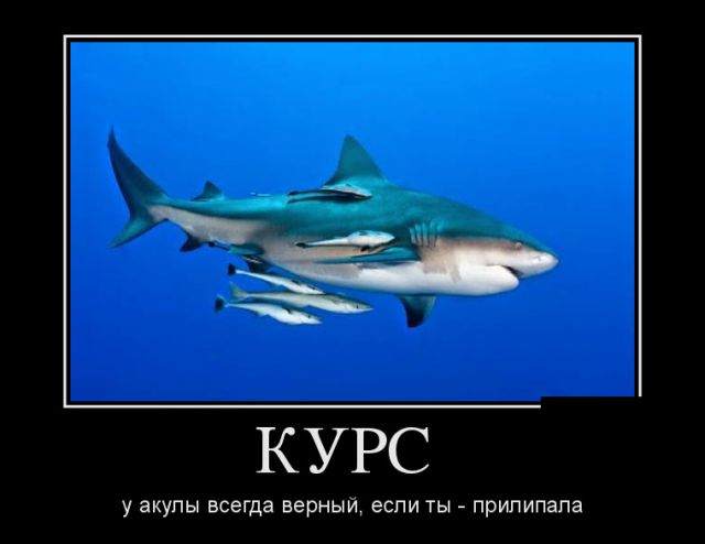 Демотиваторы (30 фото)