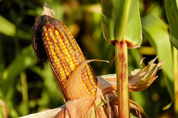 Как правильно сажать кукурузу