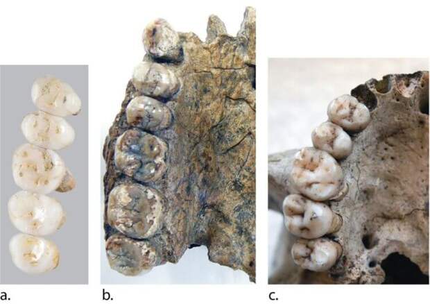 Коренные зубы Homo luzonensis