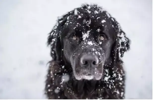 Чтобы не дать замерзнуть своему хозяину, собака тащила его за веревку 5 километров