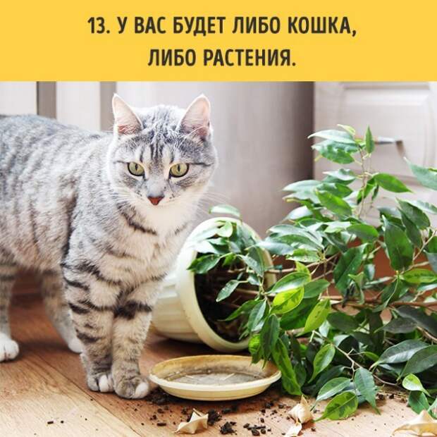 18 вещей, c которыми вы столкнетесь, когда заведете кошку коты, пушистики, факты