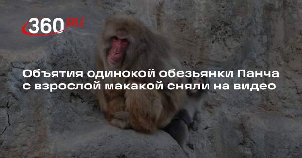 Объятия одинокой обезьянки Панча с взрослой макакой сняли на видео