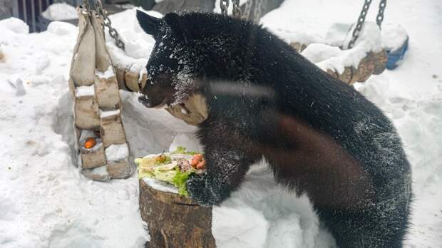 В Екатеринбургском зоопарке проснулись медведи