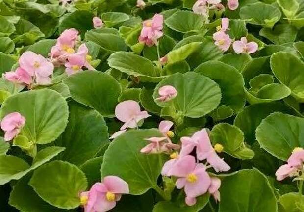 В Рязани высадят 1,2 миллиона однолетних цветов