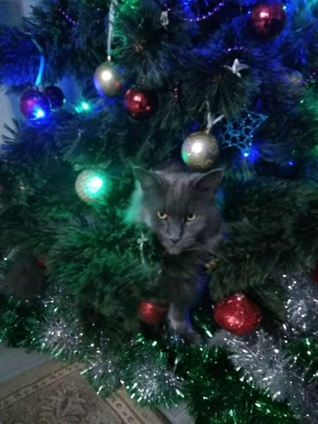 Притаился елка, игрушки, кот, новый год, разбой