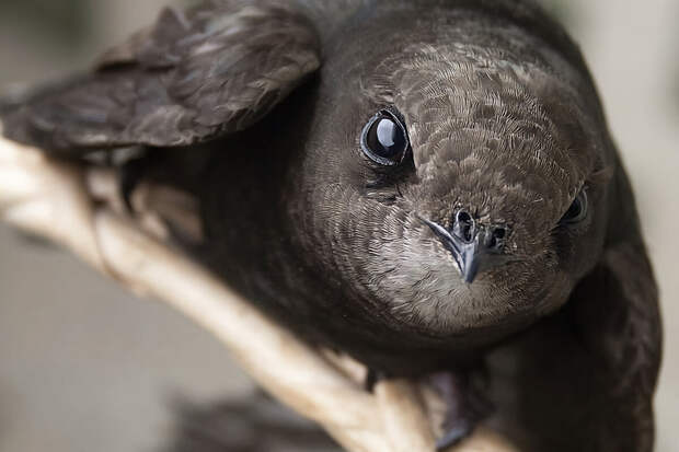 Чёрный стриж — рекордсмен полёта: 10 интересных фактов о небольшой птице, похожей на ласточку