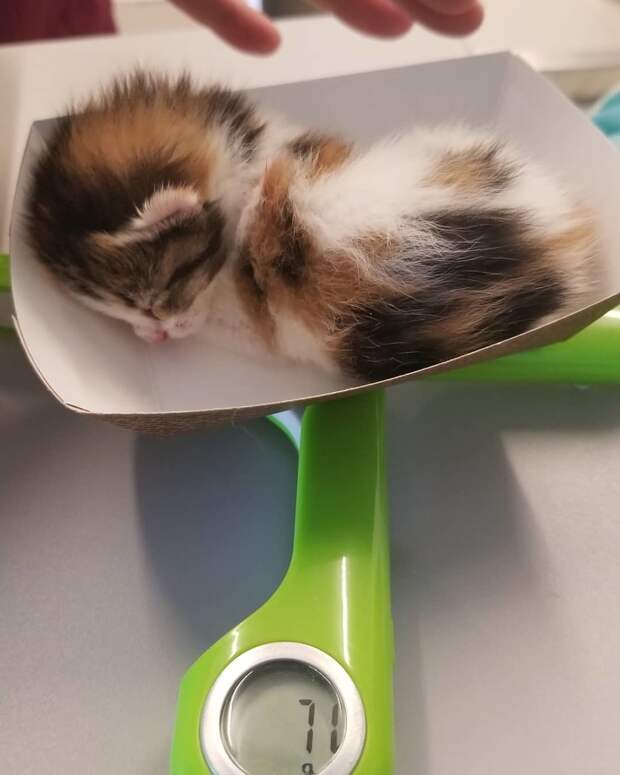 Без кота и жизнь не та