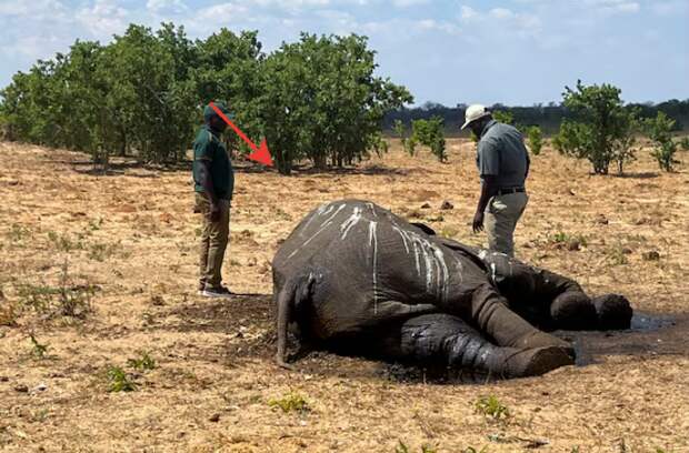 Эль-Ниньо убивает: Слоны в Южной Африке массово гибнут из-за сильной засухи