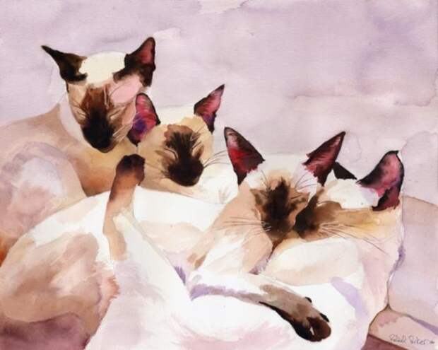 Очаровательные сиамские коты. Автор: Rachel Parker.