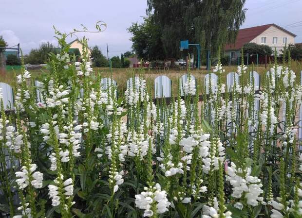 Не знаю названия этих белых высоких цветов. Цветут сейчас у меня в огороде у забора.
