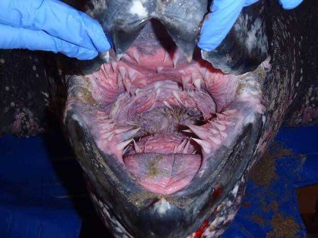 Итак, во рту у кожистой морской черепахи в мире животных, зубы, фото