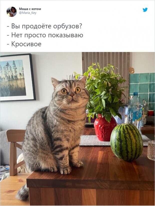 «Вы продоёте рыбов?»: новый мем с котиками, который захватил соцсети