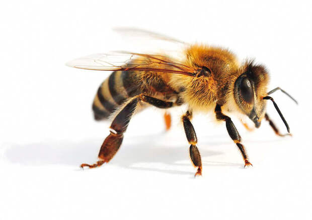 Медоносная пчела 