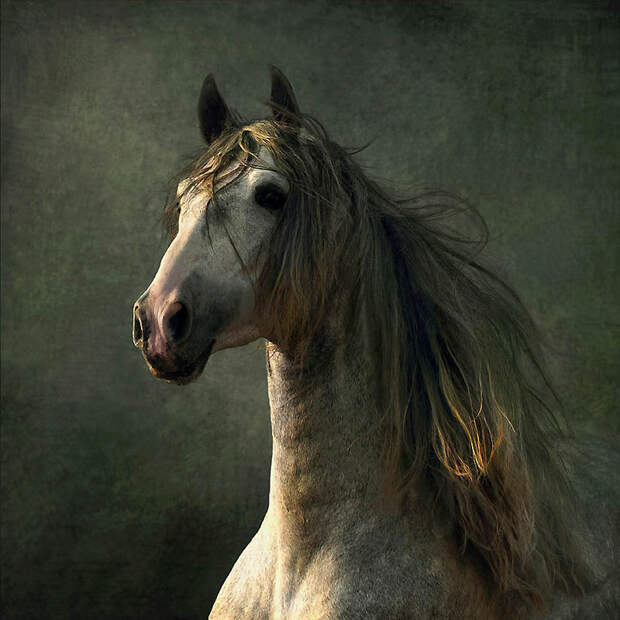 Фотография: Сказочная красота — арабские и андалузские лошади №6 - BigPicture.ru