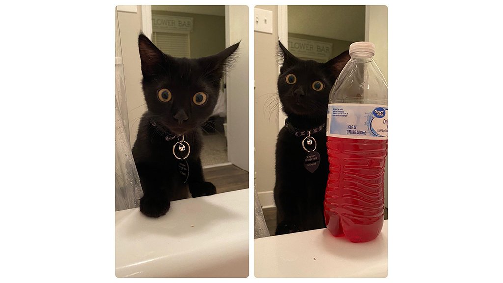 Кот