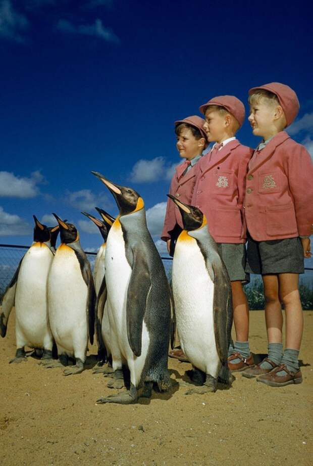 Мальчики в школьной форме позируют с королевскими пингвинами в Лондонском зоопарке, 1953 national geographic, неопубликованное, фото