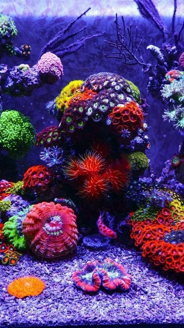 Кораллы животные, интересное, кораллы, красиво, красочно, подводное царство, природа, ярко