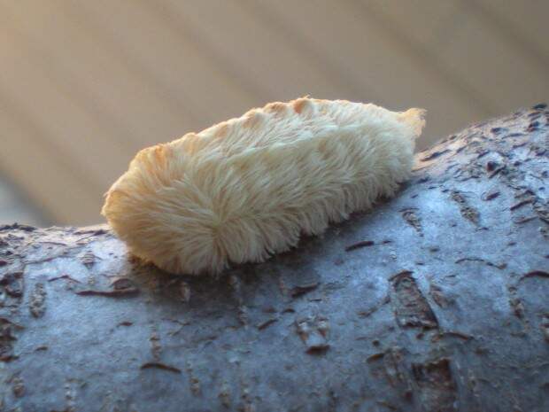 Гусеница бабочки Megalopyge opercularis (англ. Stinging Asp Caterpillar)