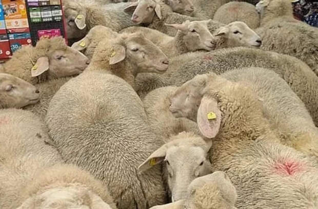 В Германии стая овец «захватила» супермаркет