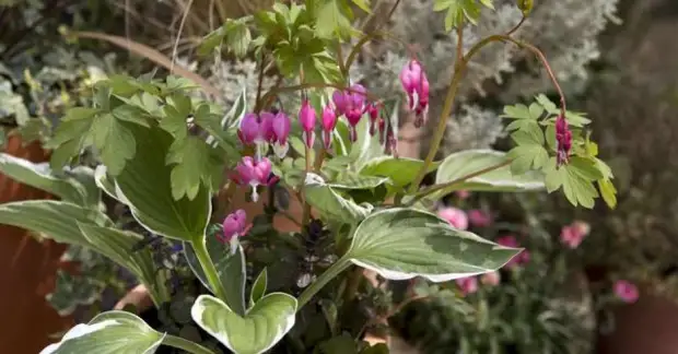 Что можно выращивать на северном балконе – лучшие теневыносливые растения