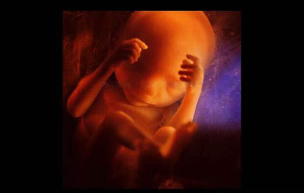 Уникальные снимки рождение новой жизни
