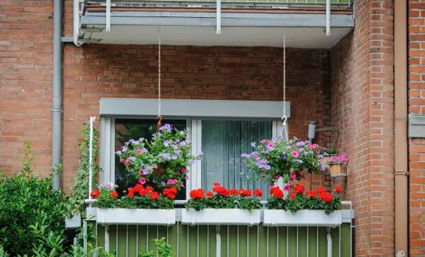 Что можно выращивать на северном балконе – лучшие теневыносливые растения